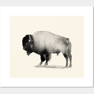 Bison Posters and Art